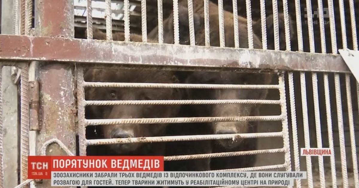 На Львівщині провели 5-годинну спецоперацію з порятунку з неволі трьох ведмедів