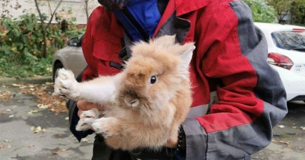 Пухнастик здоровий та вгодований, хлопчик шукає домівку / Фото: Kyiv Animal Rescue Group
