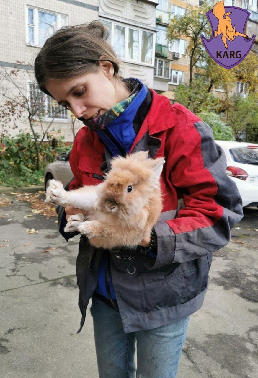 Пухнастик здоровий та вгодований, хлопчик шукає домівку / Фото: Kyiv Animal Rescue Group / © 