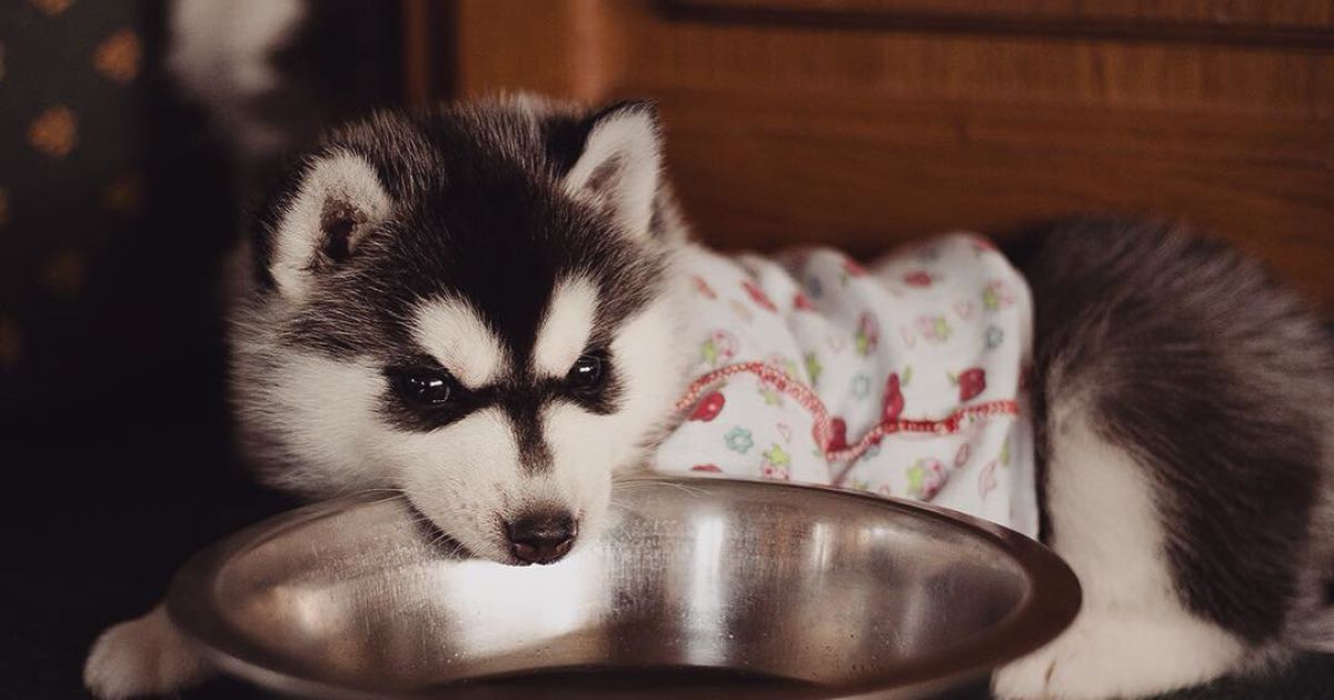 Девушка заинтересовалась этой породой три года назад / © Instagram.com/@erikaeasy