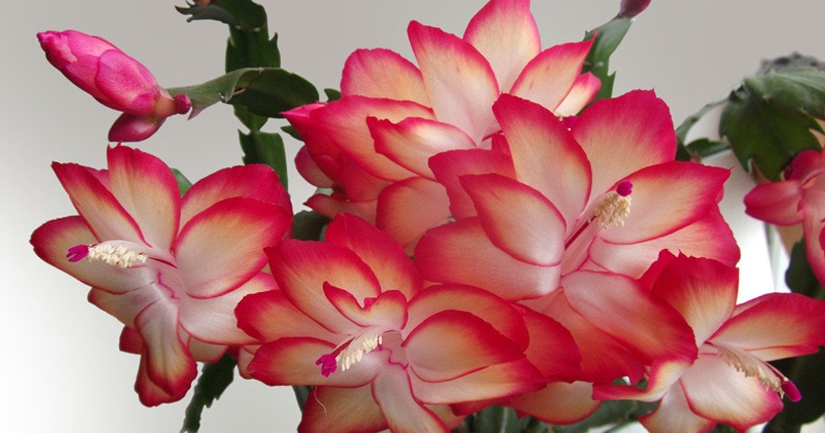 Що потрібно зробити з різдвяником, щоб він зацвів