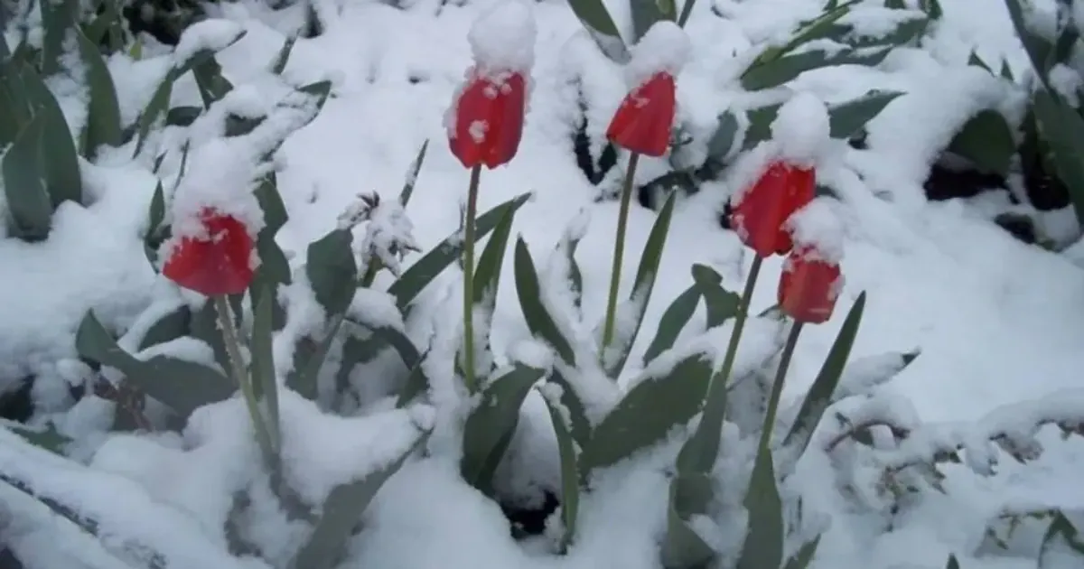 Снег в Карпатах 9 мая