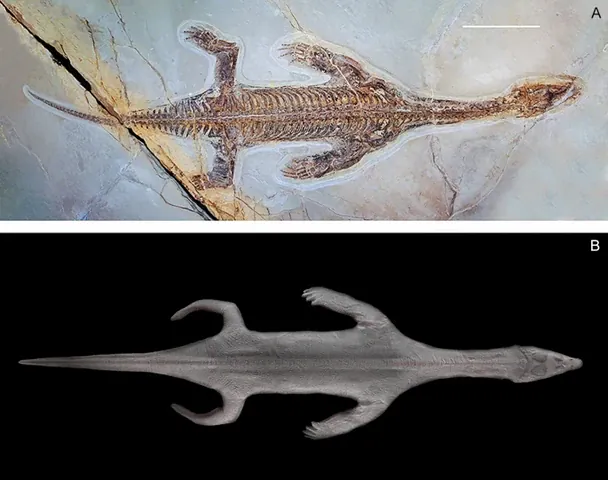 Останки лазіозавра. Фото: Swiss Journal of Palaeontology