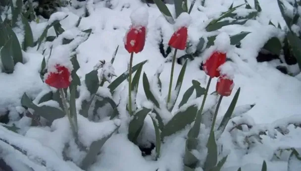 В Карпатах 9 мая выпал снег: появилось видео