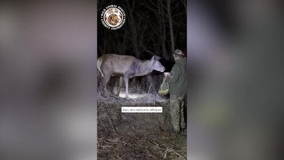 Олень Борис после ДТП начал есть и ходить