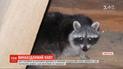 Єнот оселився на церковній дзвіниці та знайшов вимикач, аби заглушати дзвони