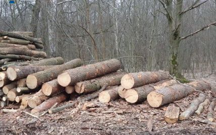 СБУ викрила "чорних лісорубів" у Вінницькій області