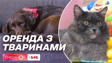 Дружны ли арендодатели жилья в Украине к животным и что делать арендаторам с любимцами