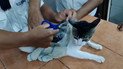У Коста-Риці впіймали кота, який ніс наркотики до в’язниці