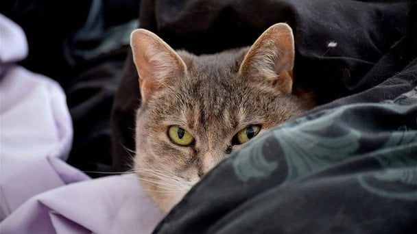 Как коты могут распознавать болезни своих хозяев