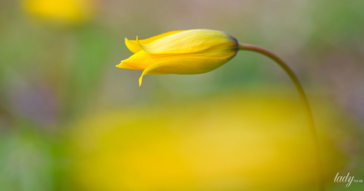 Гороскоп на 11 квітня для всіх знаків зодіаку