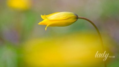 Жовтий тюльпан