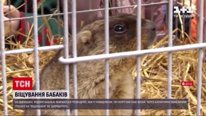 Новини України: у Львівській області родина бабаків має навіщувати, якою буде цьогорічна весна