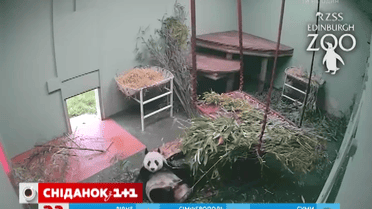 Как панда играла с куском дерева