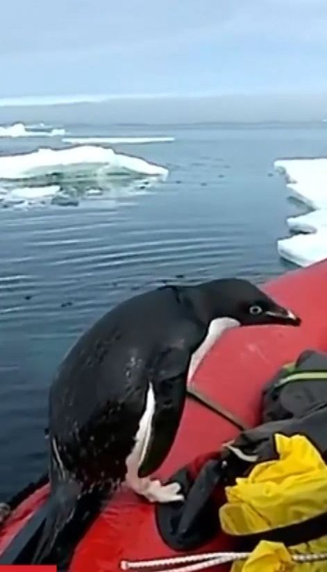 Інтернет підкорює відео, на якому пінгвін стрибнув у човен дослідників