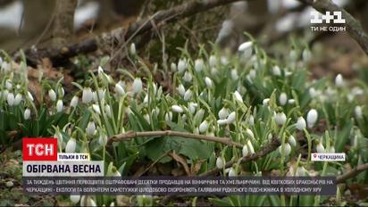 Новости Украины: в Черкасской области волонтеры круглосуточно охраняют поляны с подснежниками
