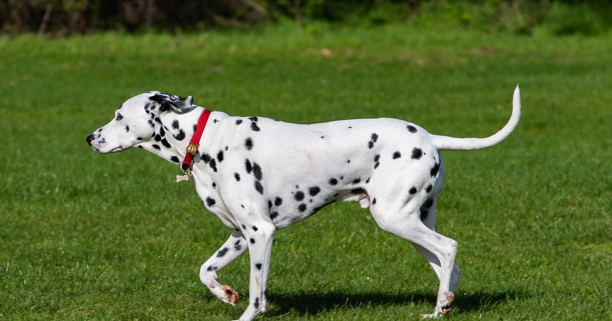 Далматинець