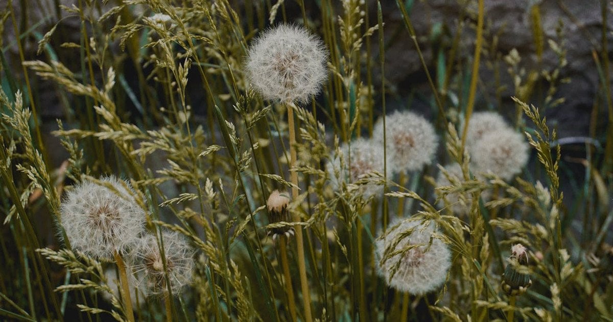 Як знищити бур’яни без шкоди для трави