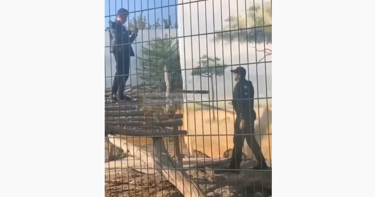 В одесском биопарке нетрезвый мужчина залез в вольер со львами: видео