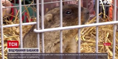 Новости Украины: во Львовской области семья сурков должна предсказать, какой будет нынешняя весна