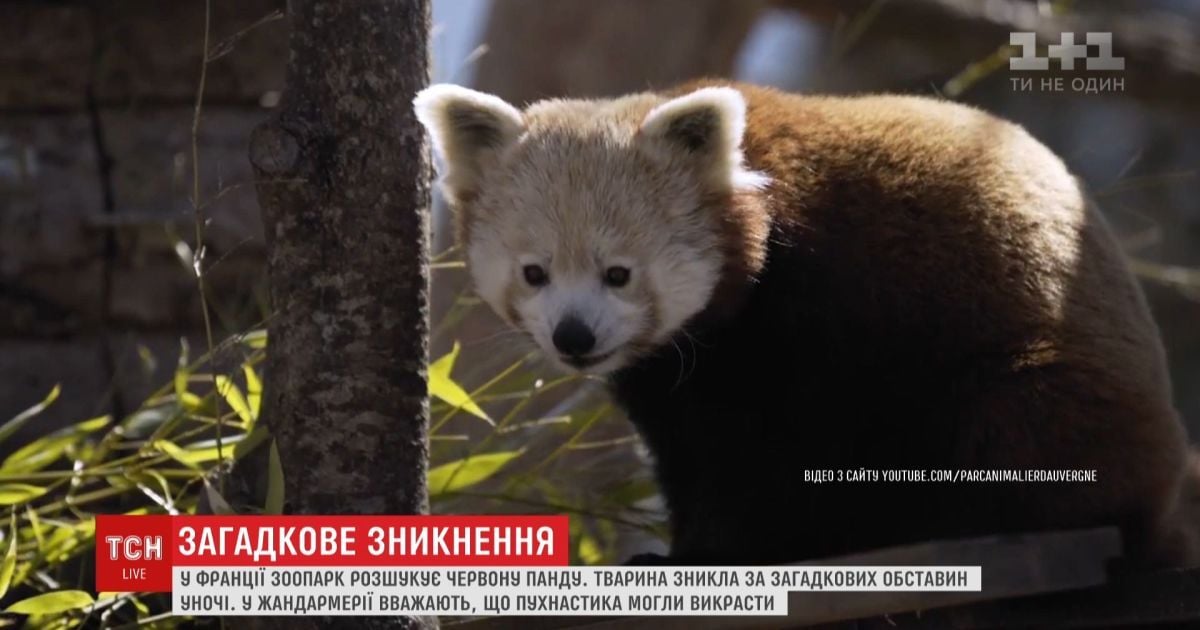 Video S Francuzskogo Zooparka Zagadochno Ischezla Krasnaya Panda Mushu Stranica Video