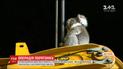 За испуганной коалой австралийским спасателям пришлось карабкаться на многометровую высоту