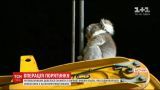 За испуганной коалой австралийским спасателям пришлось карабкаться на многометровую высоту
