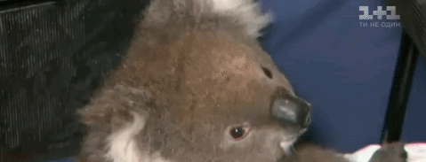 В Австралии с буровой вышки пришлось снимать перепуганную коалу