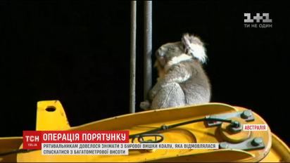 За испуганной коалой австралийским спасателям пришлось карабкаться на многометровую высоту