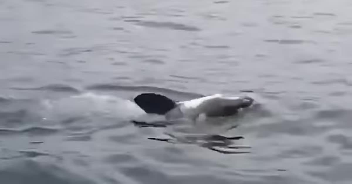 Акула плывет на спине: в Австралии туристы засняли редкое явление