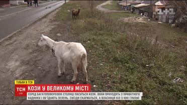 У спальному районі Києва кози стали причиною конфлікту жителів багатоповерхівки та приватного сектору