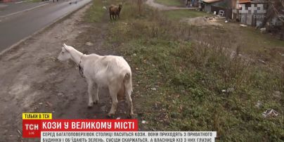 В спальном районе Киева козы стали причиной конфликта жителей многоэтажки и частного сектора