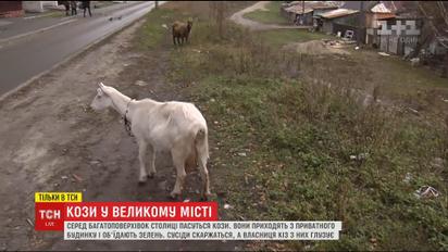 В спальном районе Киева козы стали причиной конфликта жителей многоэтажки и частного сектора