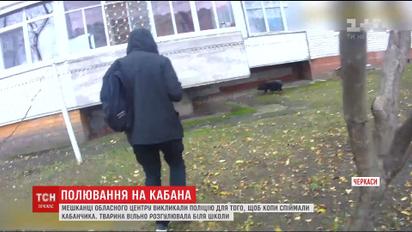 Патрульные в Черкассах поймали кабана, который бродил возле школы