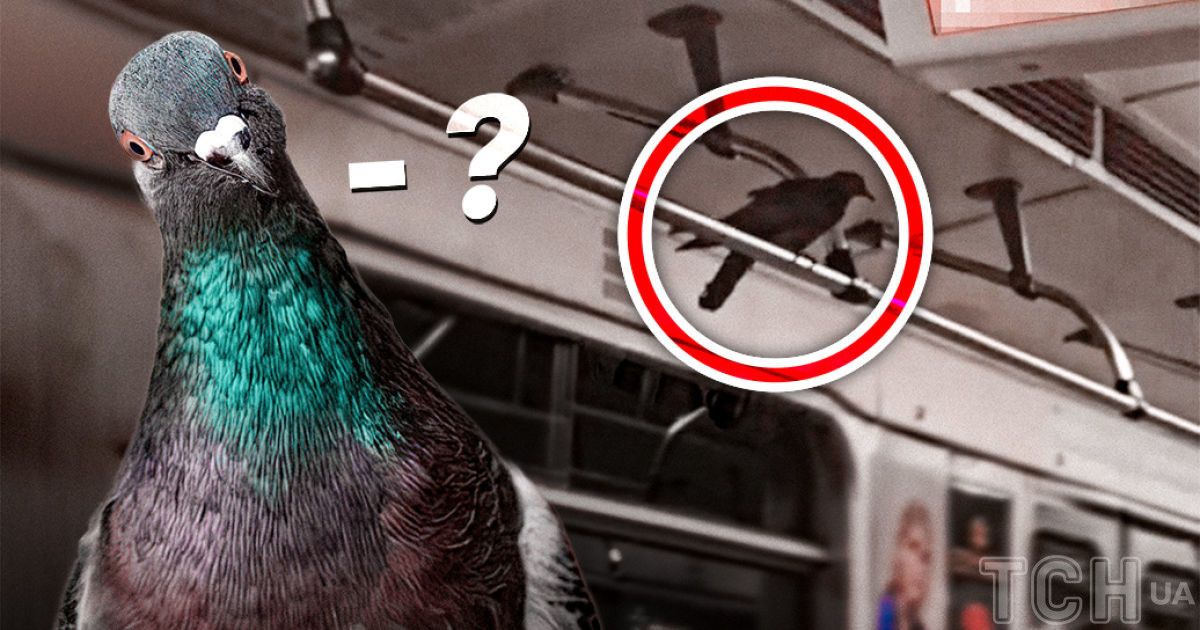 В вагоне столичного метро катался голубь/Коллаж ТСН.ua