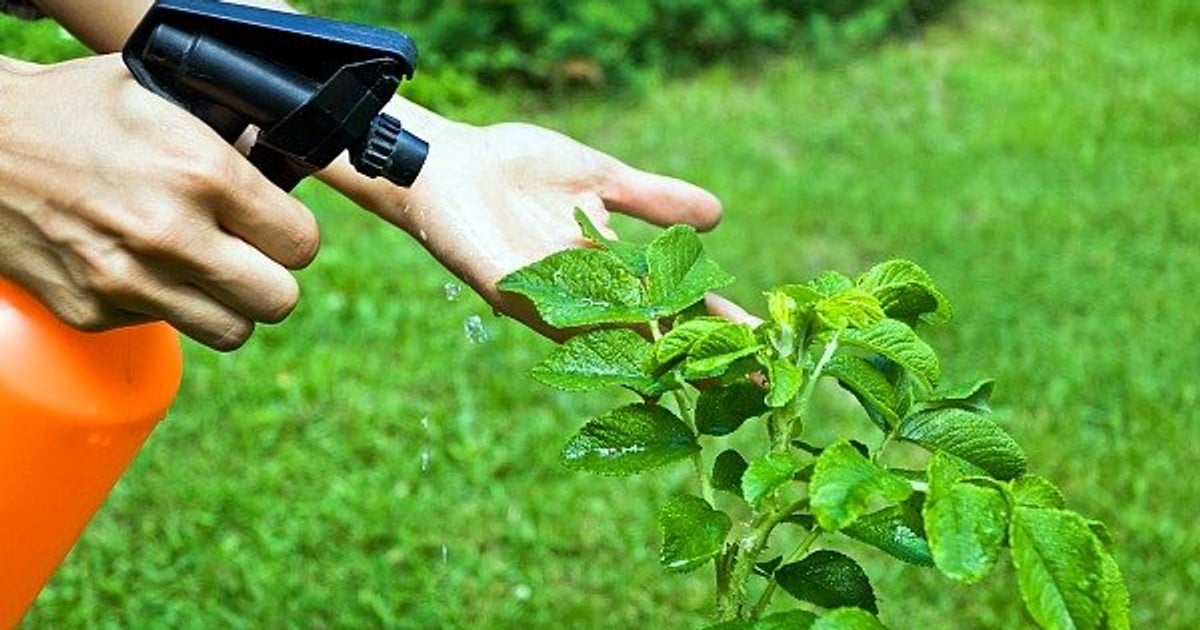 Фунгіциди та інсектициди