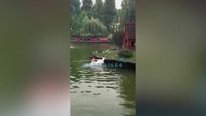 В Харькове девушка спасла лебедя на озере в парке