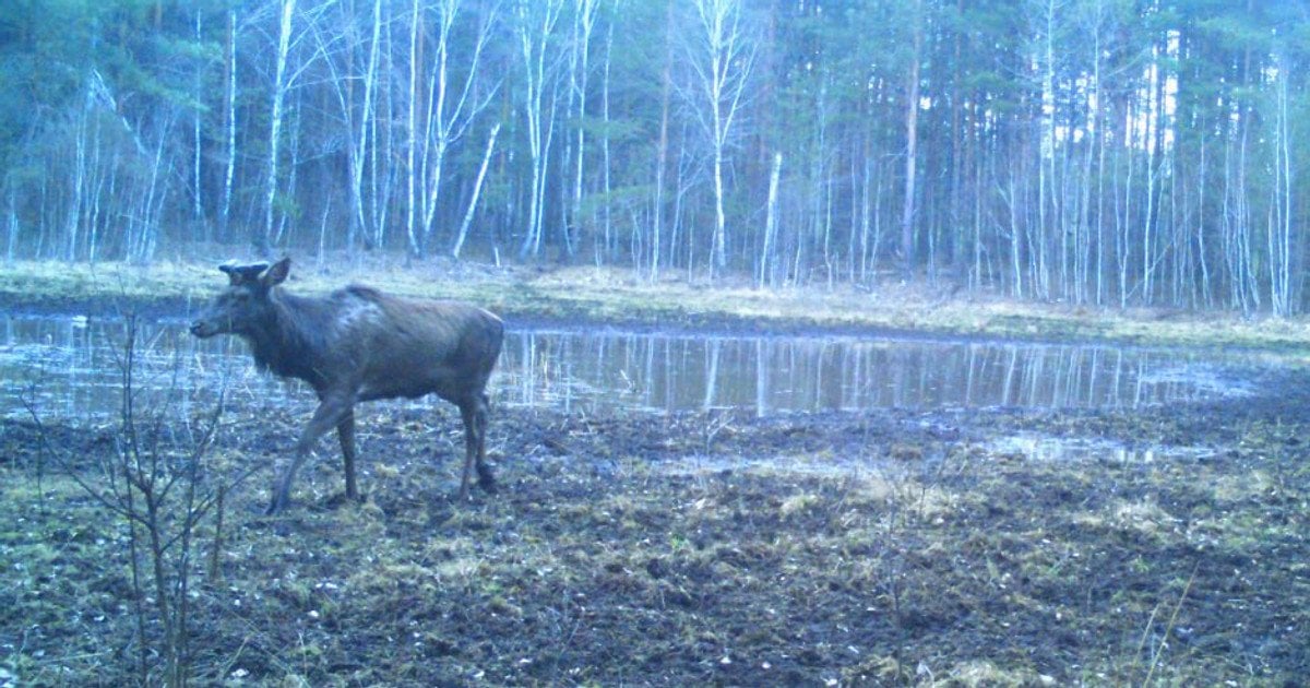 У Чорнобилі виникла справжня оаза: що приваблює "гостей" (фото)