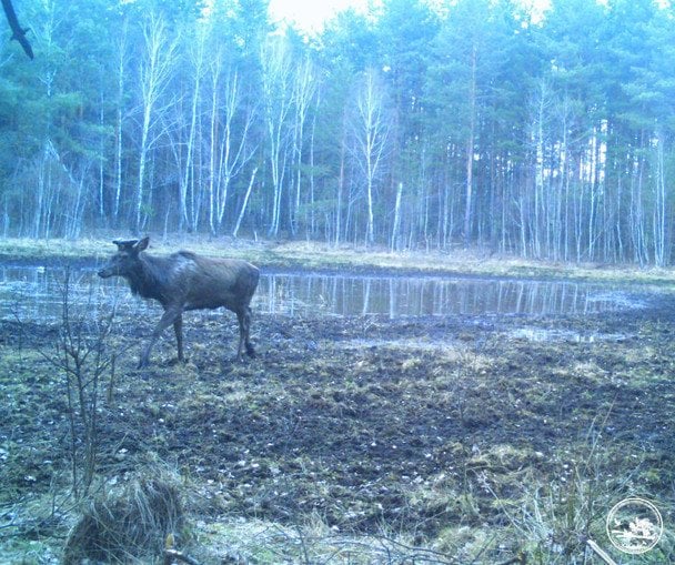 В Чорнобилі виникла справжня оаза: що приваблює "гостей" (фото)
