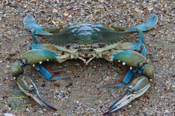 Блакитного краба виявили в Чорному морі / © Facebook/Іван Русєв