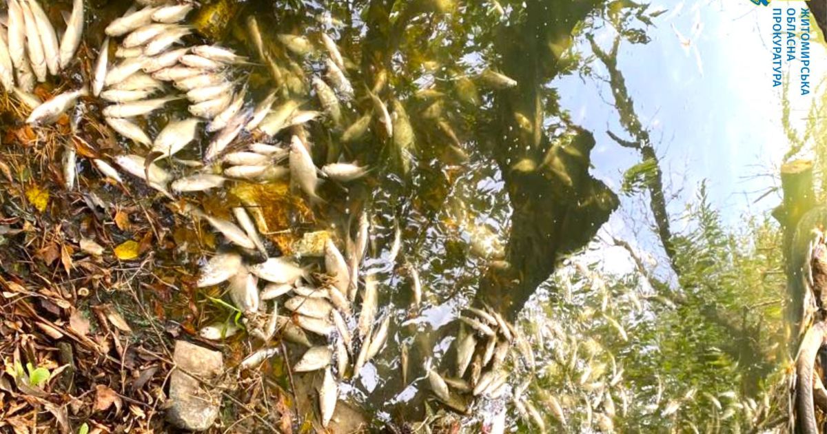 Массовый мор рыбы в Житомире/Фото: Житомирская областная прокуратура