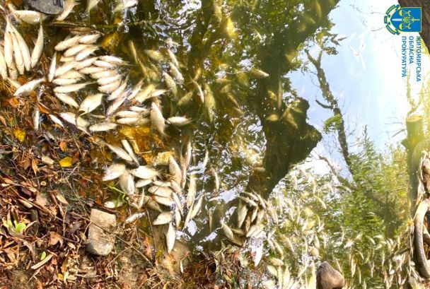 Масовий мор риби в Житомирі / Фото: Житомирська обласна прокуратура