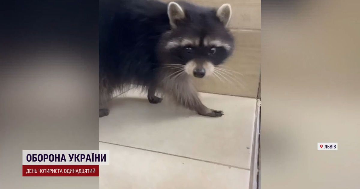 Рятували єнота... у Львові: екзотичний пухнастик став заручником дерева