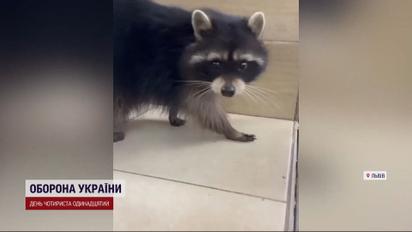 Рятували єнота... у Львові: екзотичний пухнастик став заручником дерева