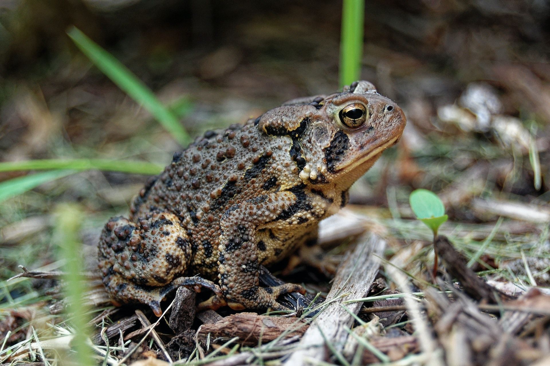 26 квітня квакають жаби — добре вродить овес / © Pexels