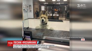 Собака в США убежала от хозяина, пришла в отделение полиции и вернулась домой