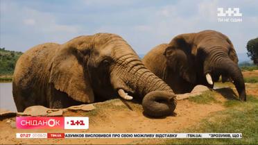 Пам'ятають образи десятки років: цікаві факти про слонів
