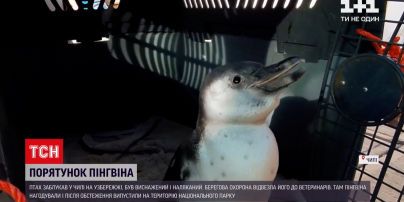 Новини світу: у Чилі врятували пінгвіна, який загубив своїх родичів