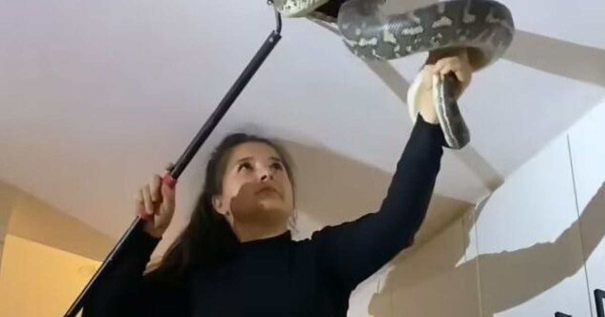 Жінка дістала двох величезних пітонів зі стелі будинку