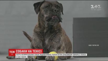 Беспризорные собаки будут преподносить мяч теннисистам на турнире в Бразилии